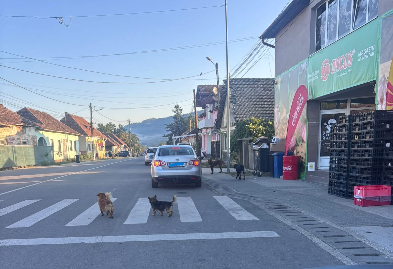 Alertă într-o comună din Cluj! Câinii fără stăpân au ajuns printre copiii de la grădiniță, spre îngrijorarea localnicilor