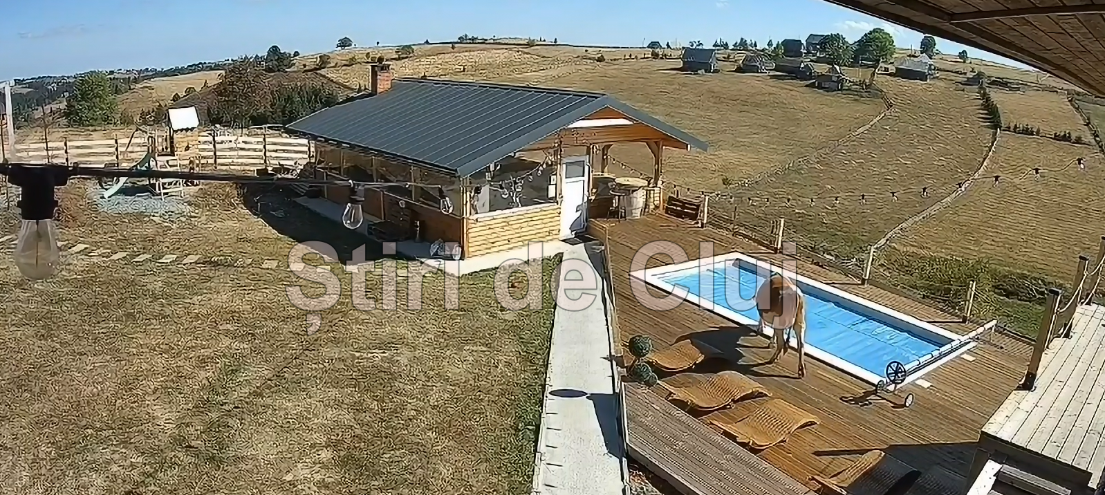 VIDEO EXCLUSIV. O vacă a căzut într-o piscină la Cluj! Lăsată liberă, a rupt gardul unei case și a ajuns direct în bazin. Totul a fost filmat