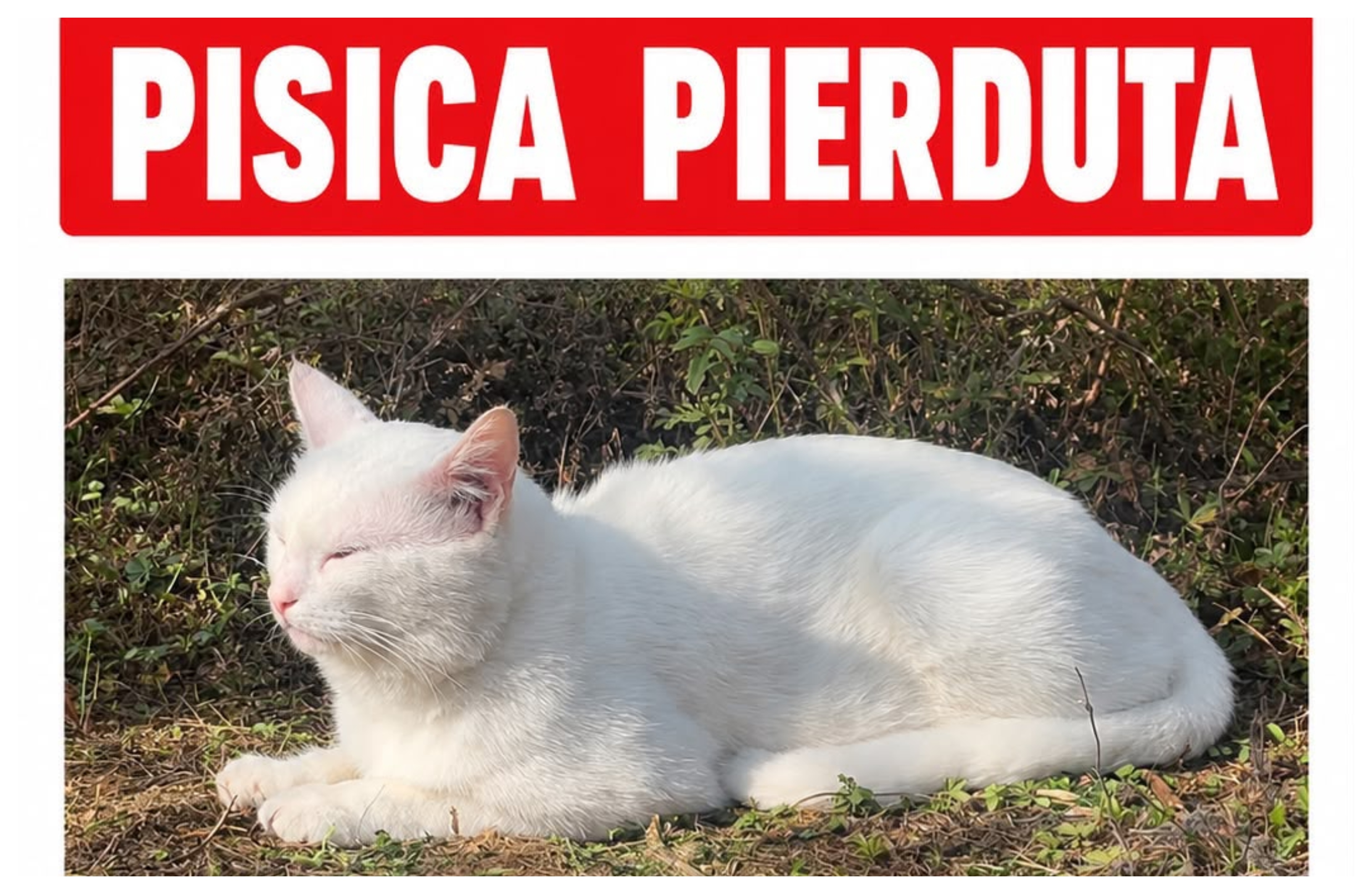 S-a pierdut un motan în Florești! Proprietarii îl caută cu disperare: „Vă rugăm să ne ajutați să-l găsim”