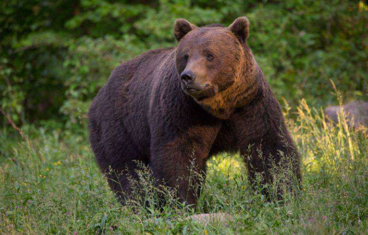 ALERTĂ! Doi urși au dat târcoale localităților. Autoritățile au emis mesaje RO-ALERT