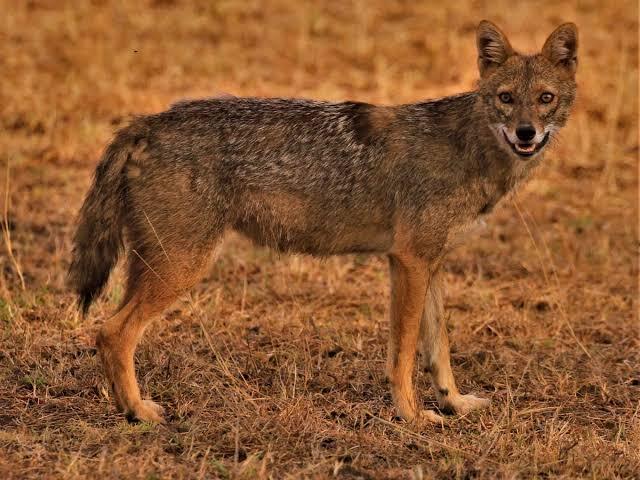 Șacalii fac ravagii în Transilvania. Atacă gospodăriile, ucid animale, iar localnicii se tem că situația scapă de sub control
