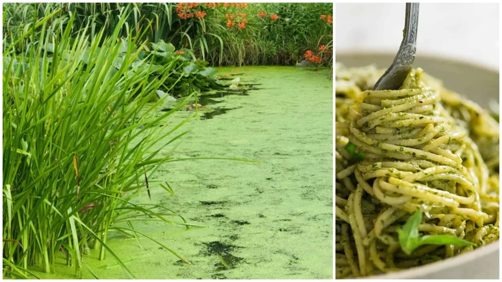 După viermi și greieri, o nouă 'surpriză' poate ajunge în farfuriile românilor: Planta pe care o vedem plutind pe bălți, folosită în paste, supe și pesto