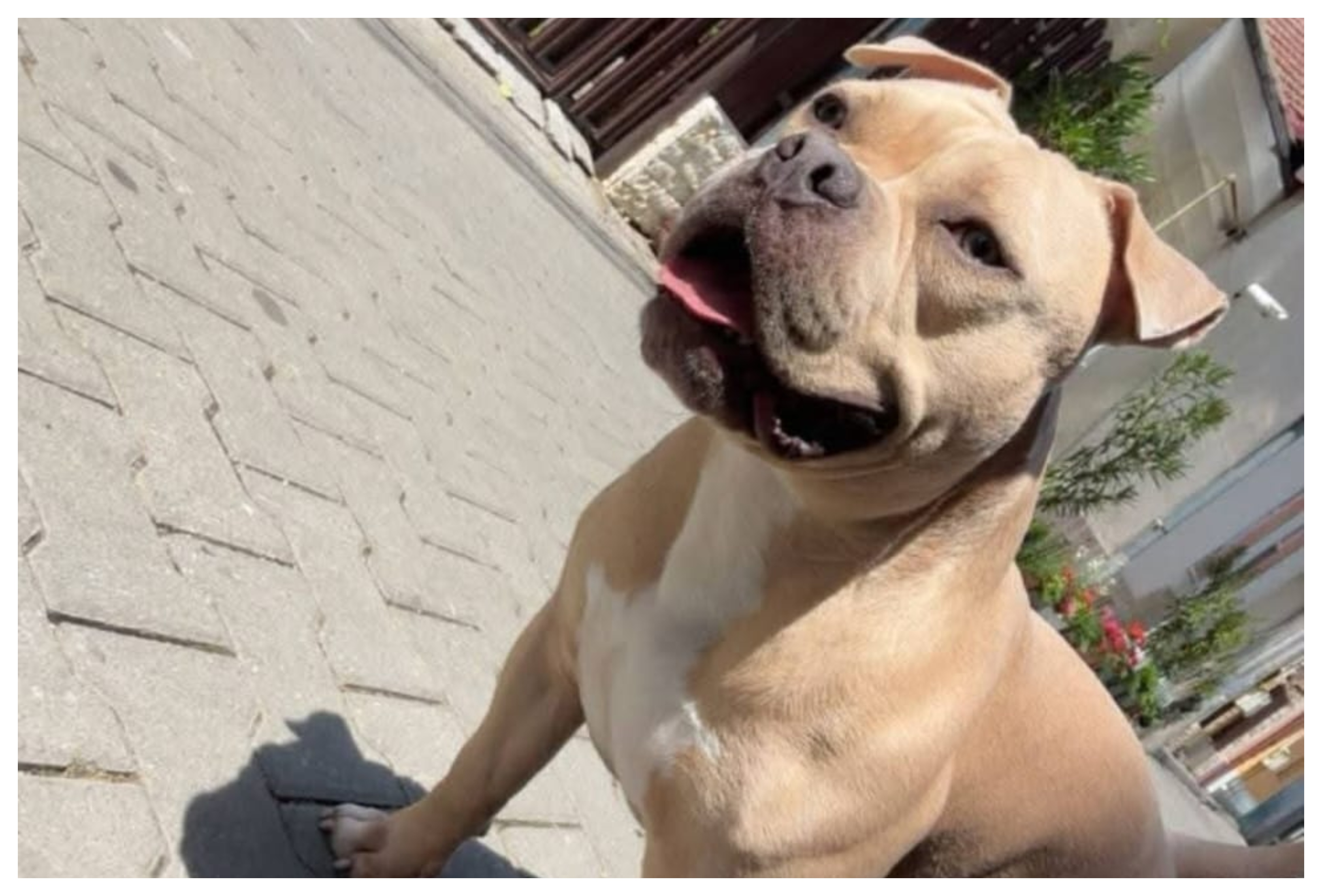 Cățel dispărut în Cluj-Napoca! Un American Bully de 2 ani a dispărut din curte în doar câteva minute: „Am mers la baie și când m-am întors nu mai era”