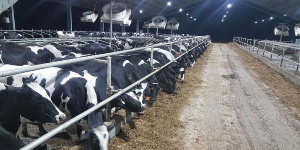 Modificări la schemele de ajutor de stat destinate crescătorilor de suine şi de bovine, adoptate de Parlament