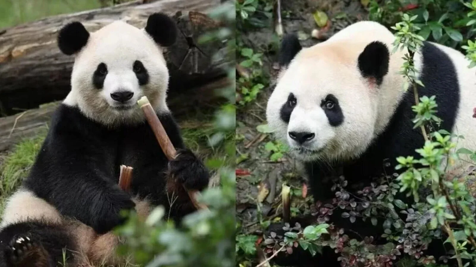 Ping Ping și Fu Shuang au plecat spre SUA: Cum folosește Beijingul urșii panda uriași în relația cu Washingtonul