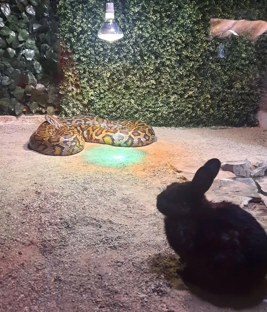 Un șarpe hrănit cu un iepure viu la Zoo Sibiu / Primăria explică de ce s-a ajuns aici: unele specii de șerpi refuză hrana decongelată sau moartă / ”Momentul hrănirii nu trebuia să fie deschis publicului”