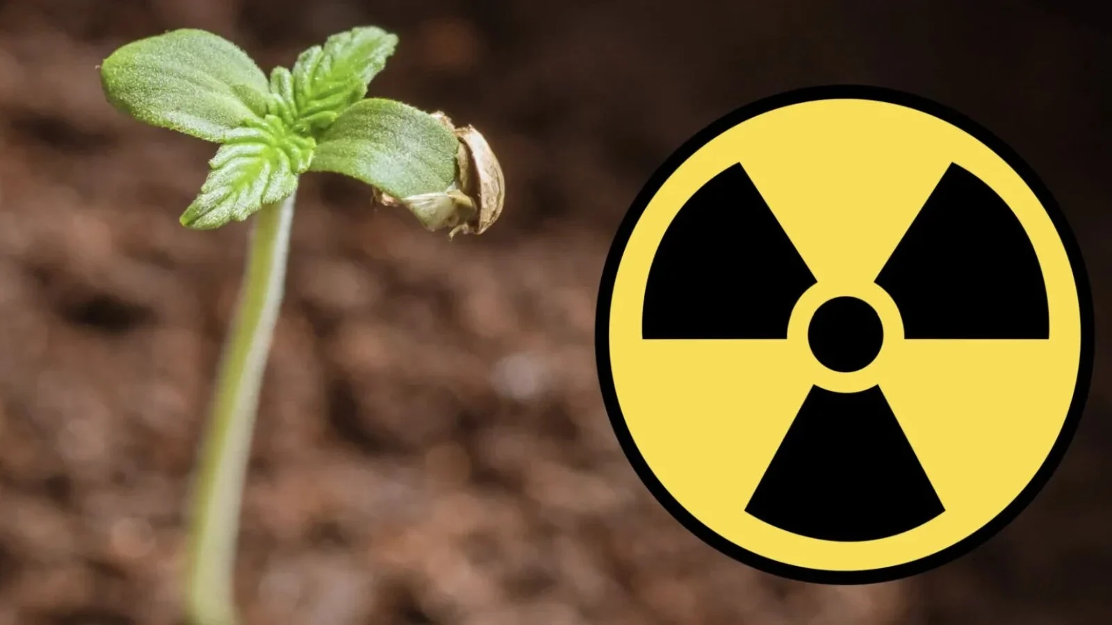 Floarea de pe câmpurile din România care poate să absoarbă substanțele radioactive