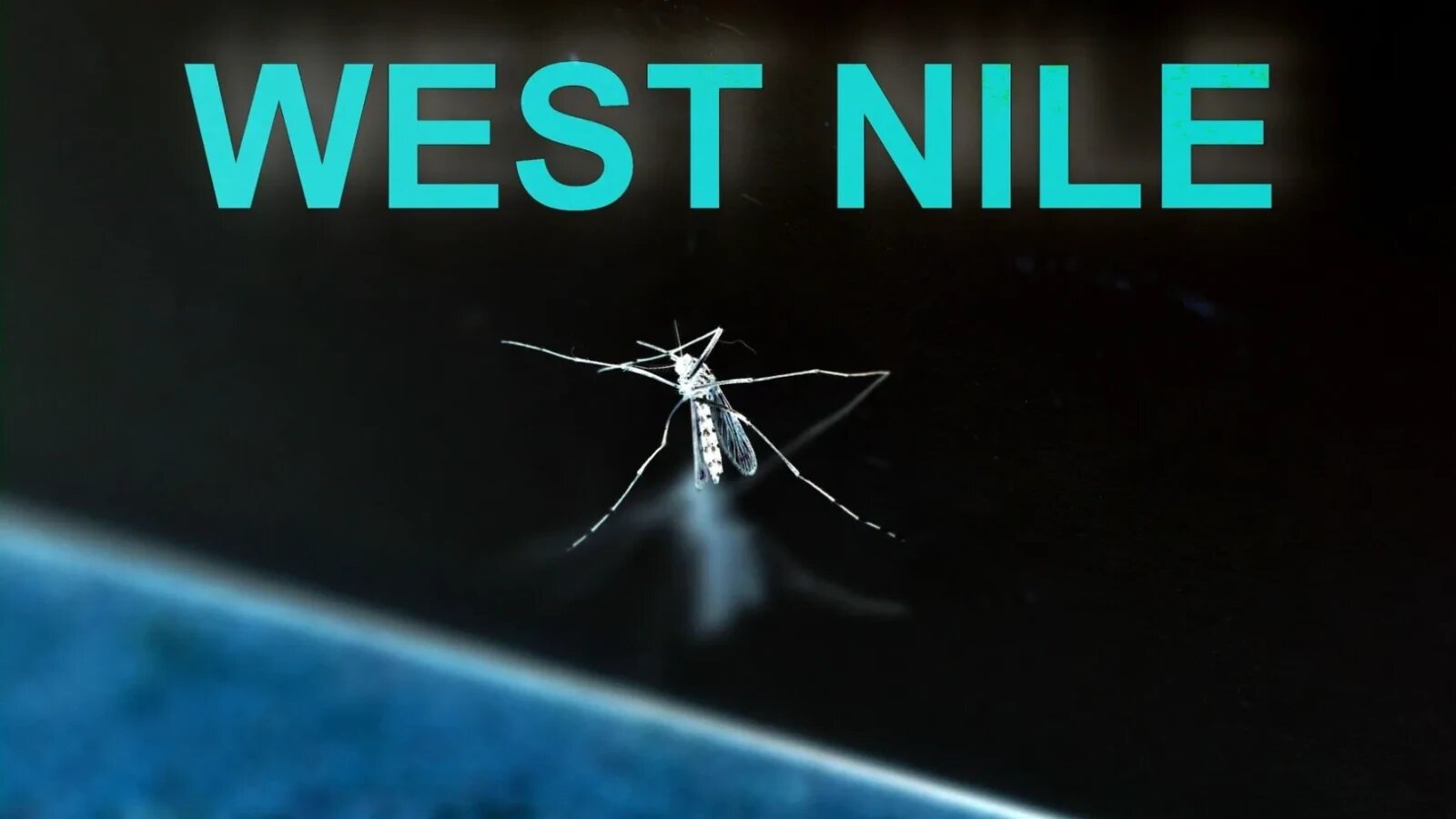 West Nile se extinde în România: 117 cazuri și șapte decese. Situația pe județe și recomandările INSP