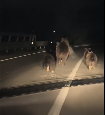 VIDEO. Ursoaică și trei pui, filmați alergând pe DN1. Un șofer a filmat întreaga scenă