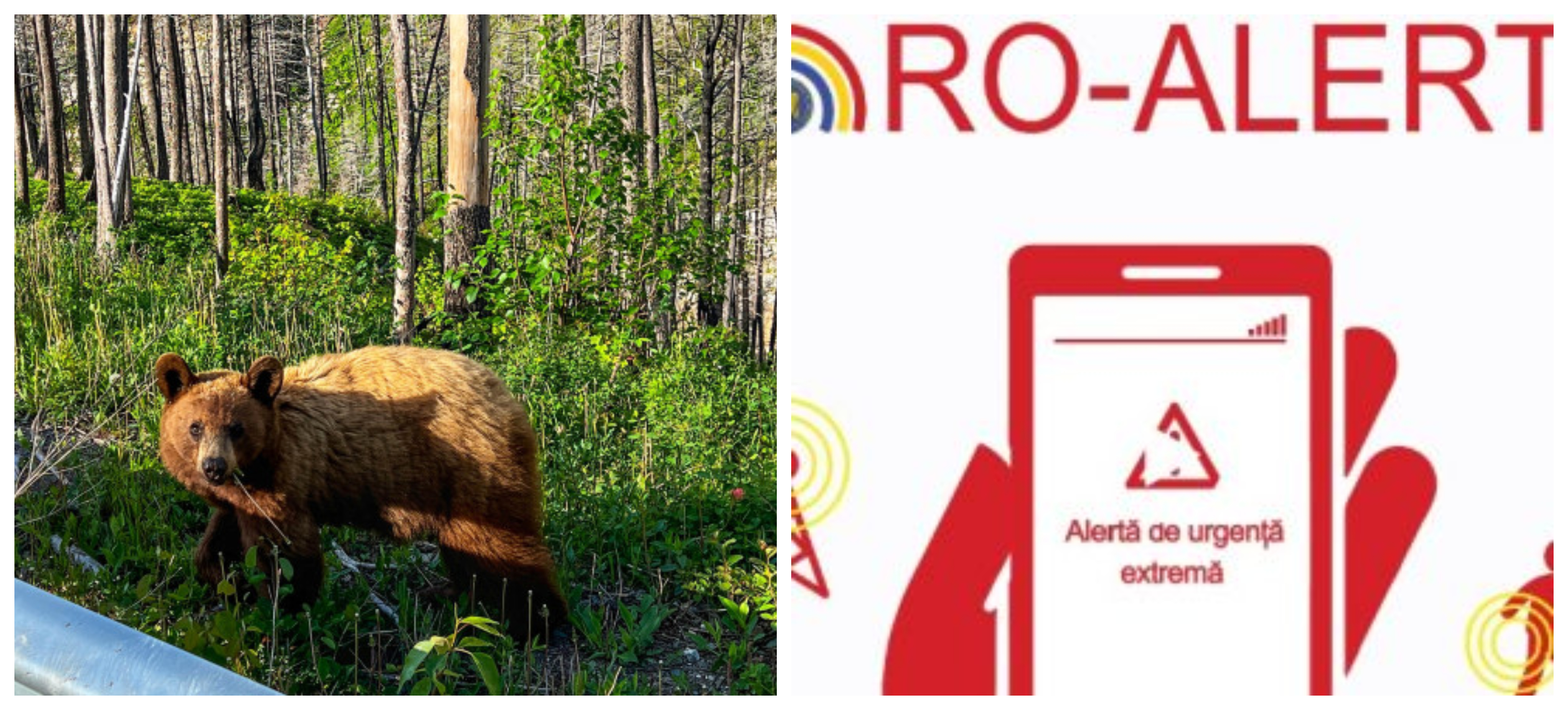 Un nou urs a fost văzut în Cluj. Locuitorii avertizați prin Ro-Alert să păstreze distanța față de animal
