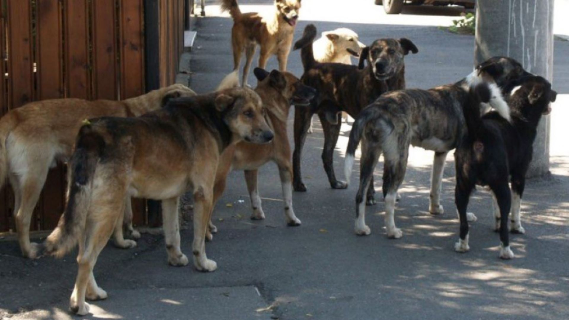 Clujenii sunt terorizați de o haită de câini agresivi care își fac veacul la o căbănuță părăsită: „Sunt un pericol pentru oameni și mai ales pentru copii”