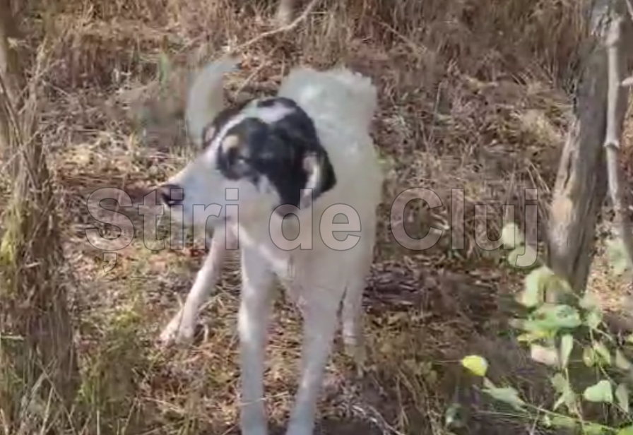 VIDEO: Cruzime într-o localitate din Cluj: Pui de cățel, găsit legat cu sârmă în afara localității, spre pădure: „Ăștia nu sunt oameni. Sunt NEOAMENI”