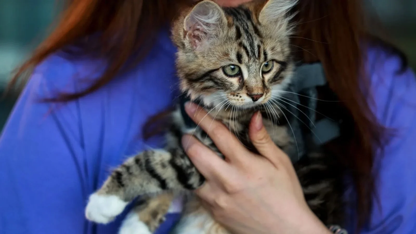 A salvat un pisoi abandonat, dar s-a dovedit o specie rară. În lume mai sunt doar două astfel de exemplare