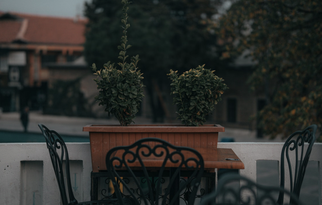 Ce facem cu plantele de pe balcon odată cu venirea frigului? Care pot rămâne afară și pe care trebuie să le mutăm în casă