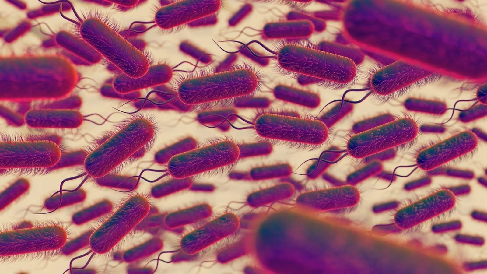 Peste 20 de alerte alimentare din cauza Salmonella: Carne de pui contaminată, lăsată să ajungă la consumatori după verificări