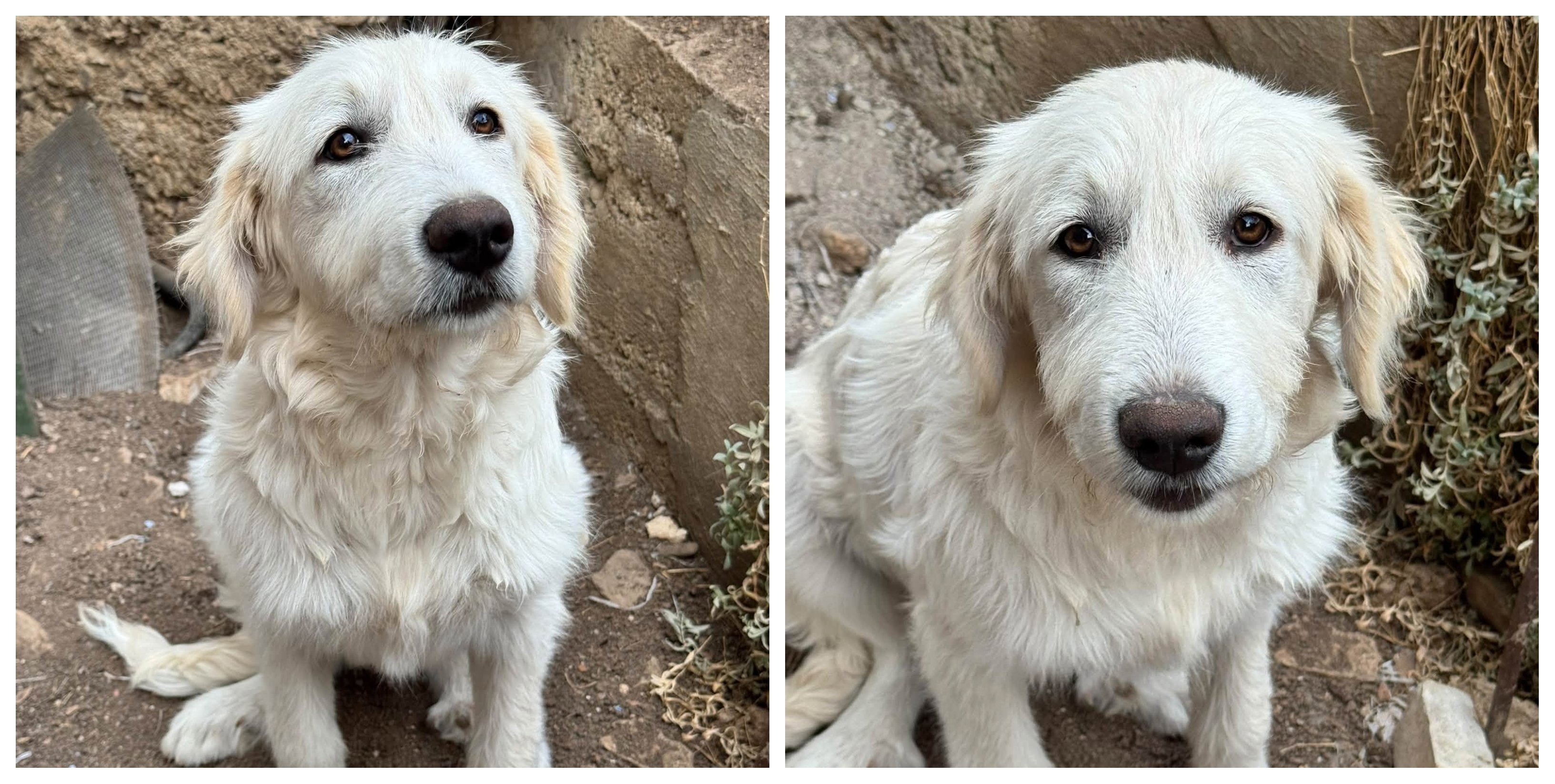 Eva, cățelușa abandonată în pădure alături de frații ei, își caută o familie în Cluj. „Nu își dorește un lanț. E blândețea pământului”