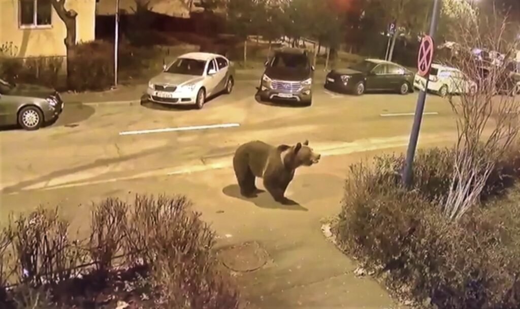 Doi bărbați, atacați de urs! Victimele au ajuns la spital cu răni la mâini și la picioare