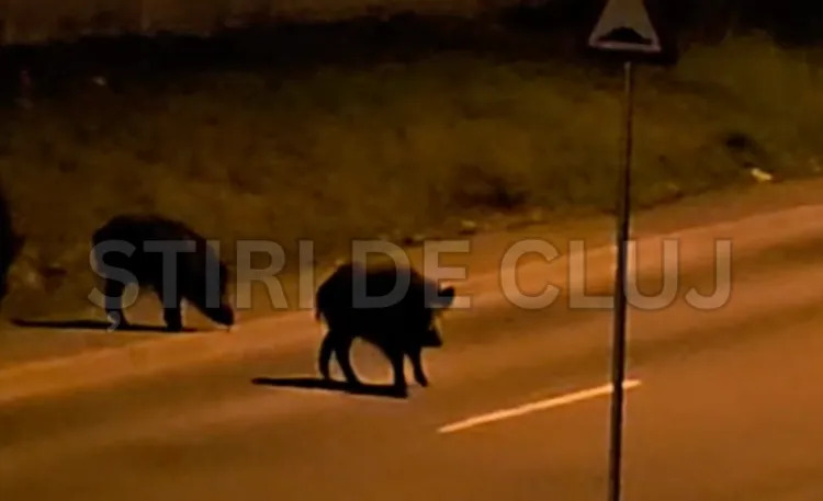 Porcii mistreți au revenit pe străzile din Cluj-Napoca și provoacă panică printre locuitori: „Puteam să fiu atacată!”