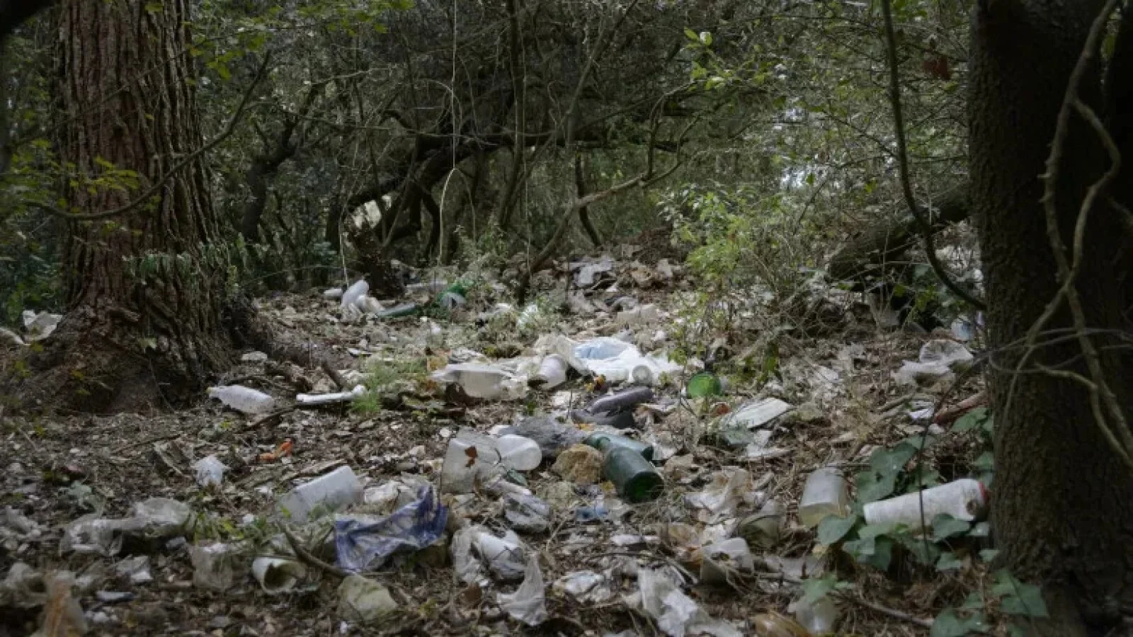 Au transformat o pădure cu specii rare de plante într-o groapă de gunoi și au abandonat 40.000 de tone de deșeuri