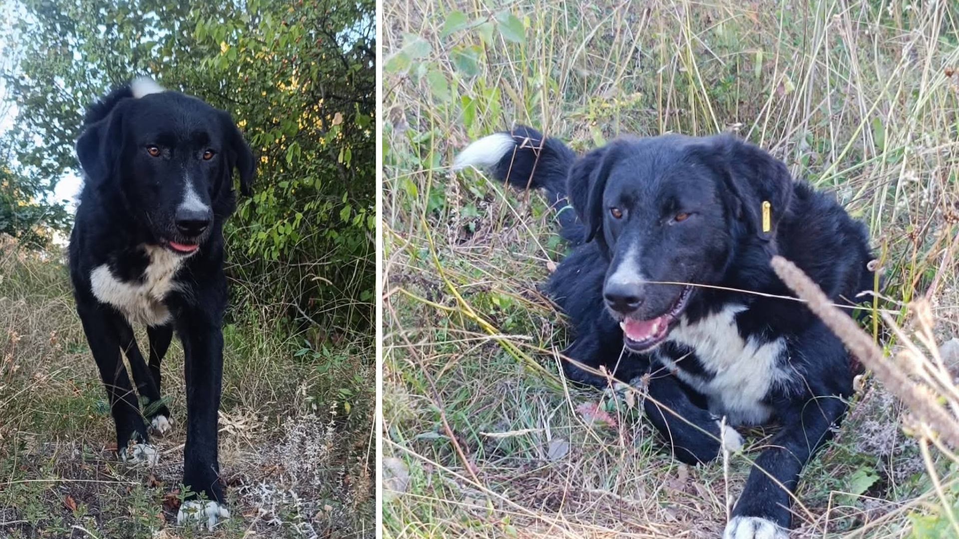 Unde este Blacky? Câinele care stătea pe centura de camioane din Cluj a dispărut fără urmă. Se cere ajutorul oamenilor