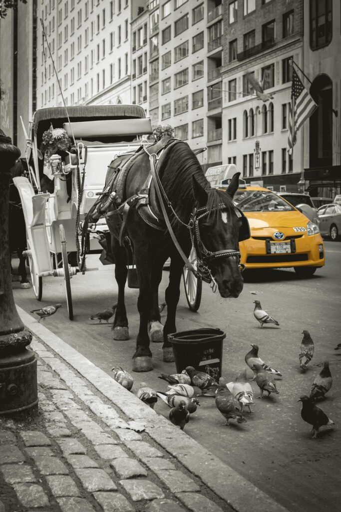 Trăsurile cu cai vor fi interzise în New York / Organizațiile de mediu susțin că animalele sunt suprasolicitate, se sperie ușor și trăiesc în grajduri necorespunzătoare