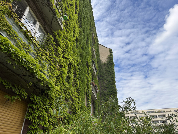 Război ecologic într-un bloc din Mănăștur. Un clujean a preluat modelul fațadelor verzi din Germania, dar vecinii i-au „tăiat” elanul