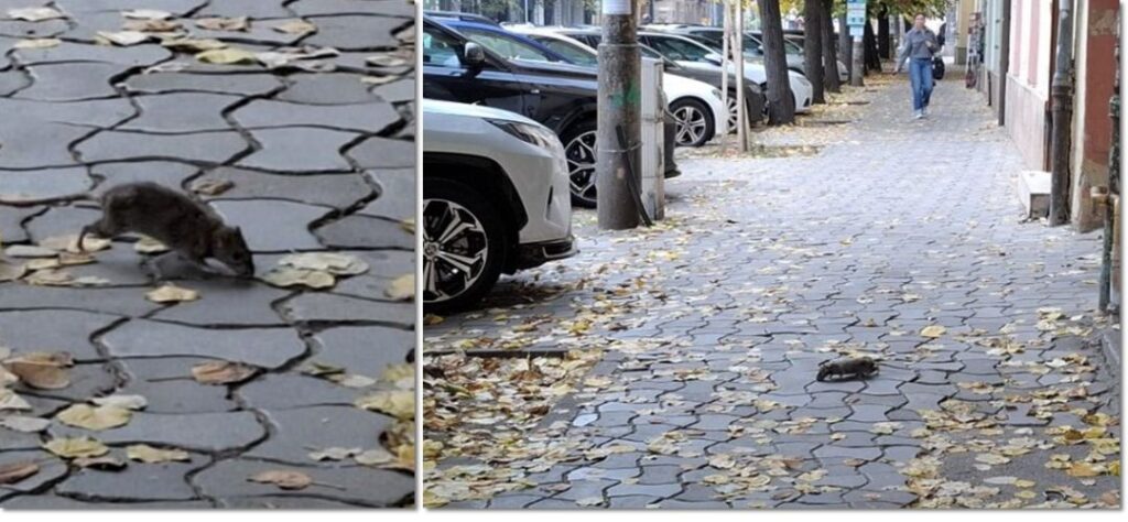Primarul Bucureștiului a dispus monitorizarea zonei Piaţa Sfânta Vineri şi intervenţii repetate după apariţia şobolanilor