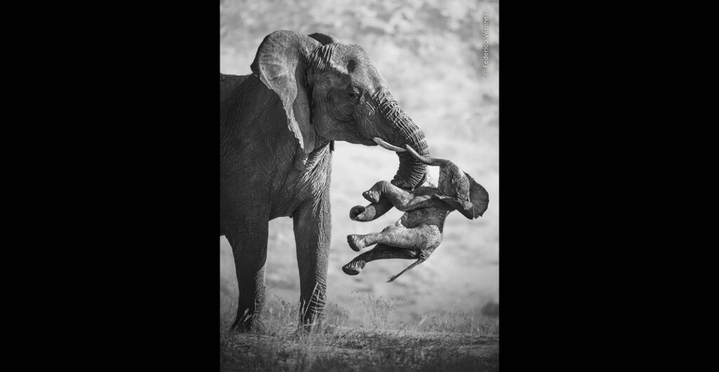 Wildlife Photographer of the Year 2026 / Imaginea unei mame-elefant care îşi transporta puiul mort, declarată fotografia anului / ”E ca un pumn în stomac”