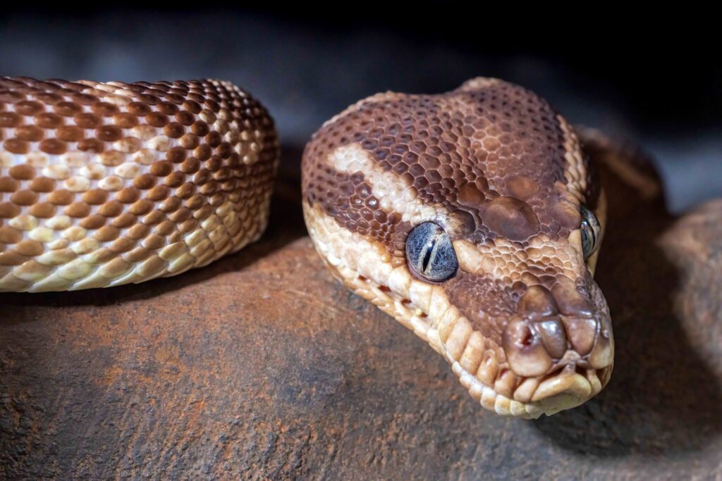 Vameşii germani au descoperit 92 de reptile, prin care vipere, şerpi cu clopoţei, iguane și salamandre, în valiza unui turist mexican