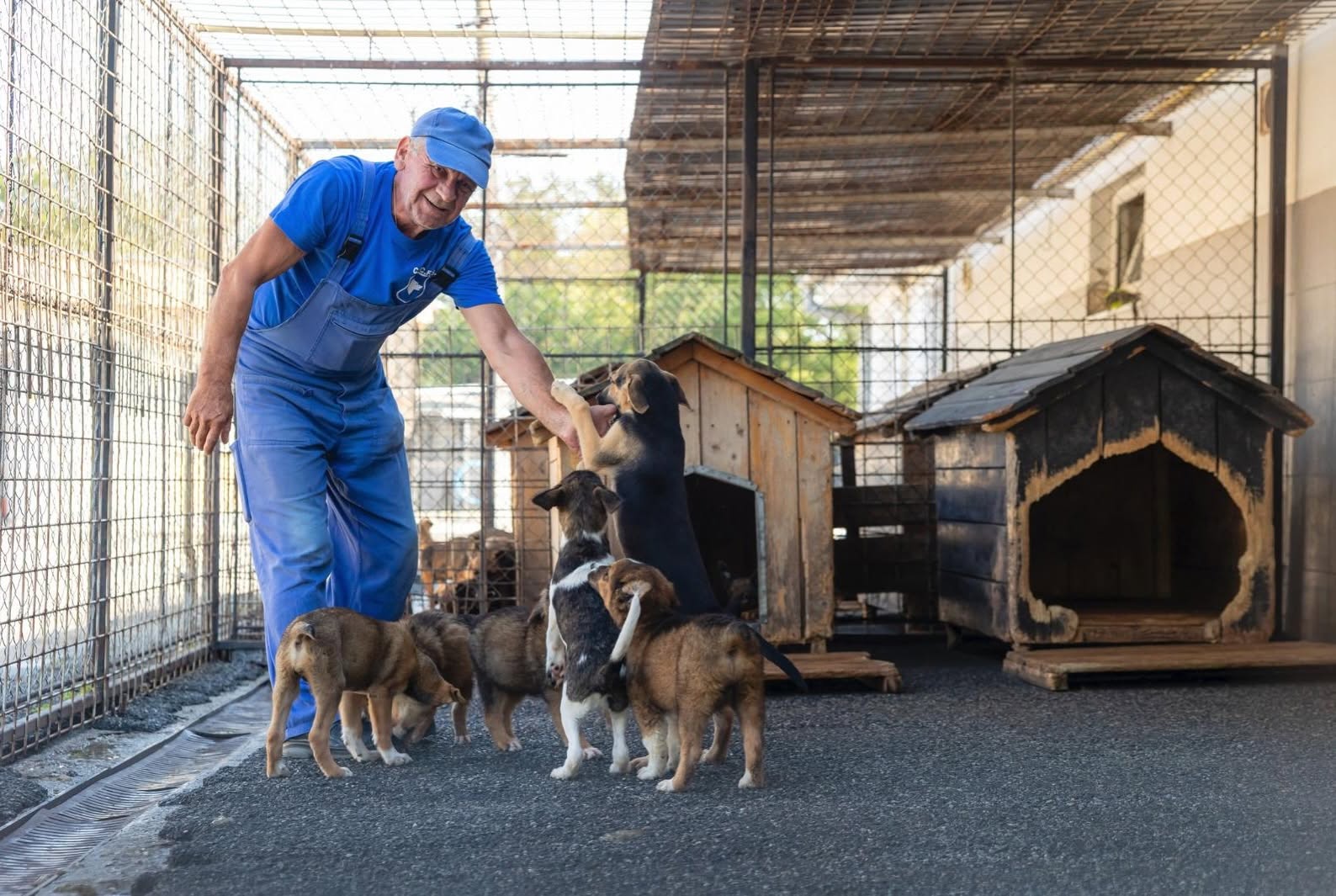 300 de câini și-au găsit o familie la Cluj-Napoca în acest an! Unde îi pot găsi cei care vor să adopte