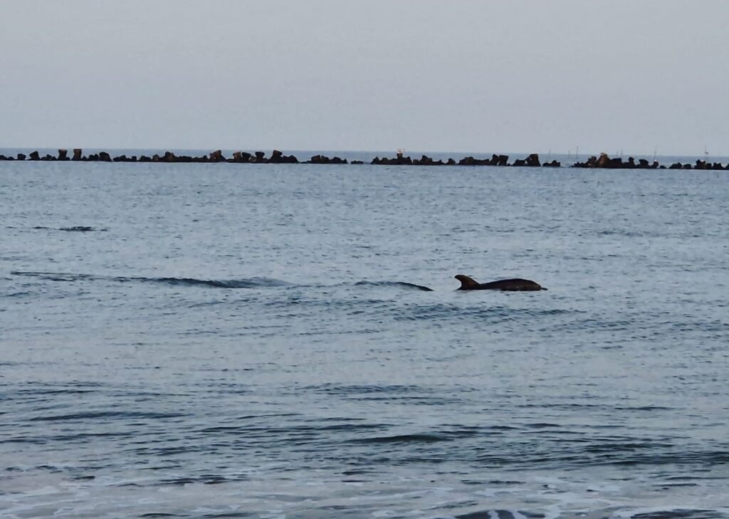 Un tânăr a salvat un delfin eșuat pe o plajă din Eforie