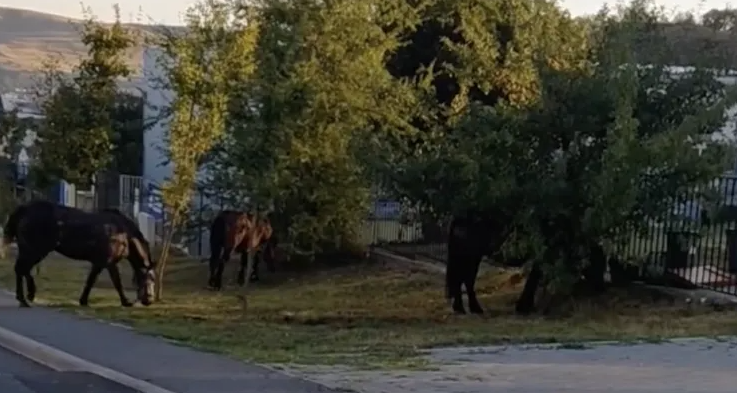 Caii umblă nesupravegheați pe străzile din Cluj-Napoca! Proprietarul ar fi fost amendat de mai multe ori, dar problema continuă