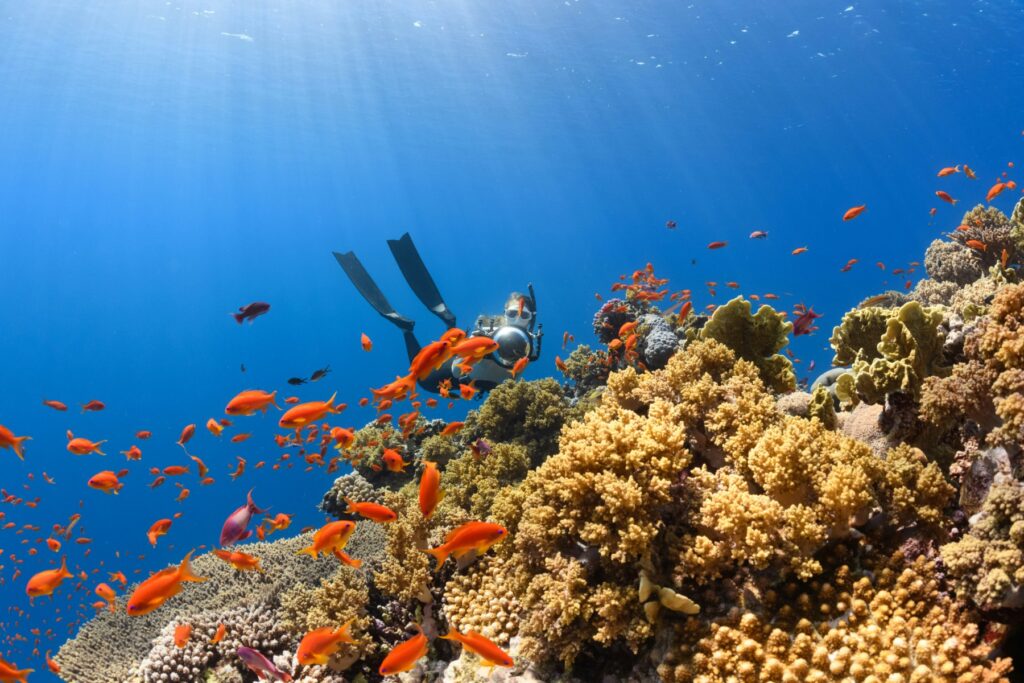 Un coral adus din vacanța în Egipt îl poate costa pe un turist din Polonia cinci ani de închisoare / Ce reguli trebuie să respecte și turiștii români