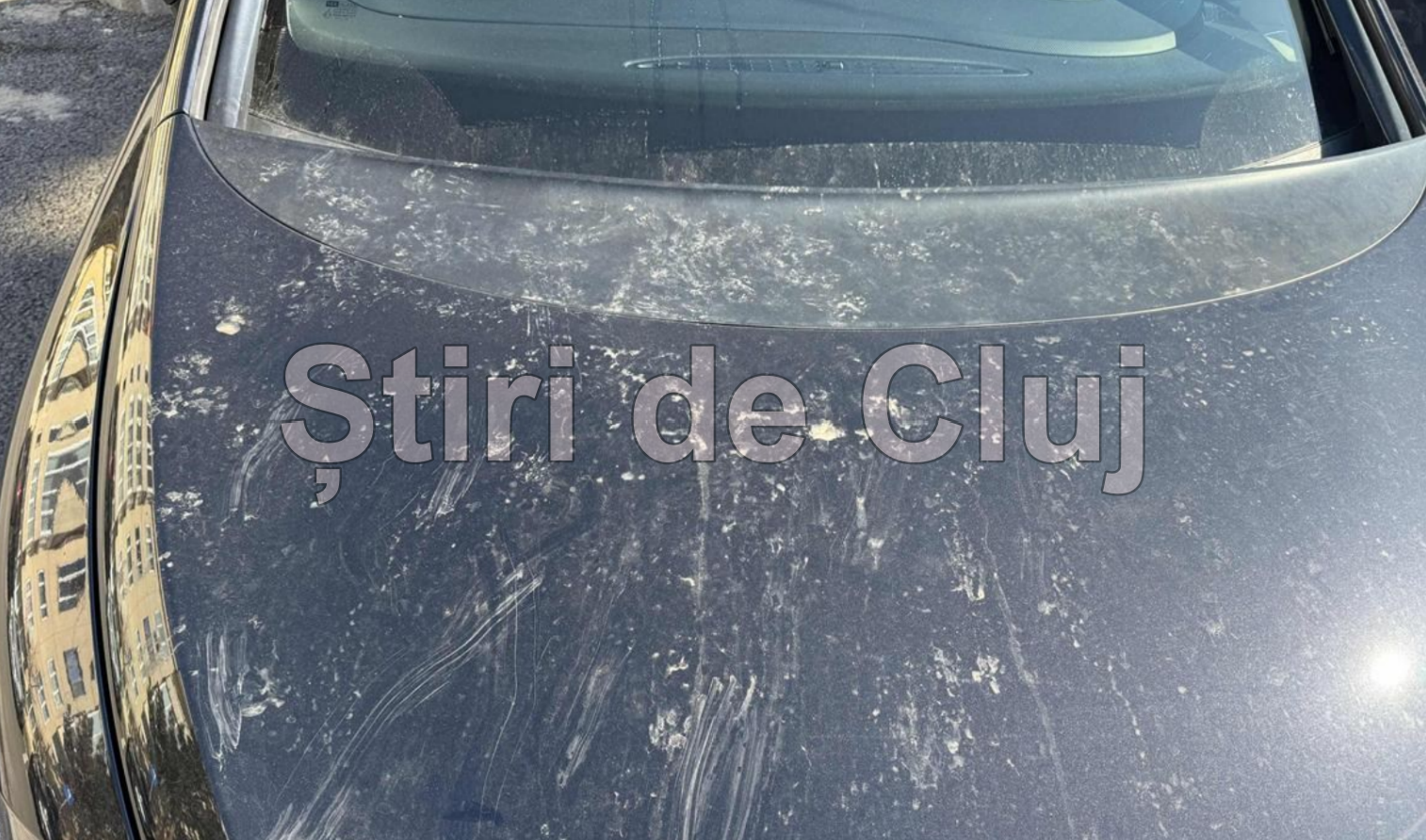 Boc, chemat să pună la punct pisicile din Zorilor! Un clujean nu mai știe cum să-și apere mașina: „Am încercat tot: ultrasunete, lămâi. Vă rog, rezolvați!”
