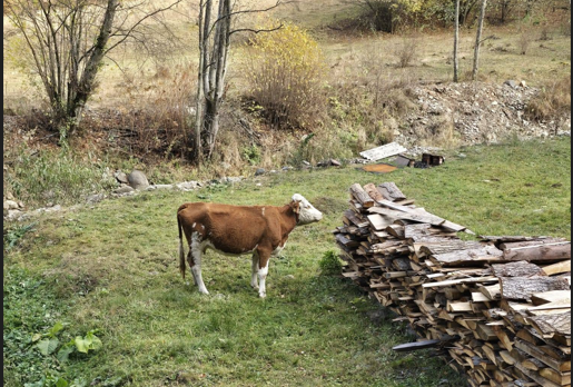 O vacă, subiect de scandal în Cluj! Animalul i-a invadat curtea unui bărbat de patru ori într-o singură zi: „Nu mai suntem ca acum 30 de ani”