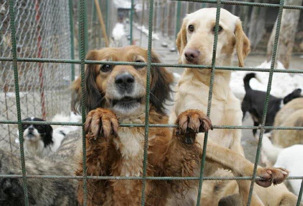 Reprezentanţi din mai multe organizaţii care se ocupă cu protecţia animalelor protestează vineri în faţa ANSVSA față de uciderea câinilor din adăposturi