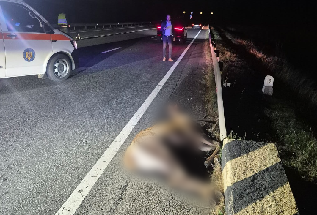 FOTO Cerb lovit mortal de o mașină în Cluj pe DN1. Șoferii sunt avertizați că zona e periculoasă